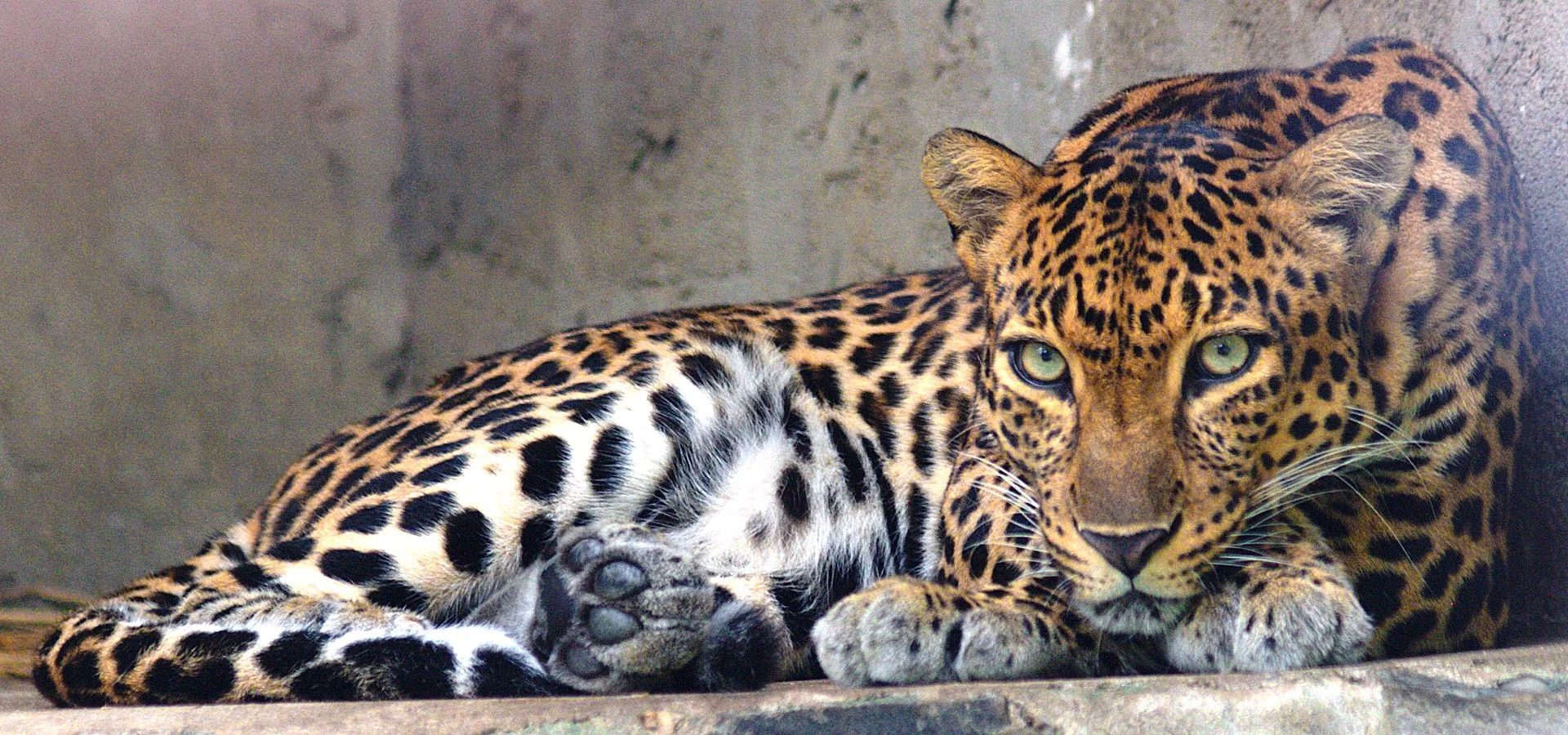 Leopard in Udawalawa National Park during a guided safari tour