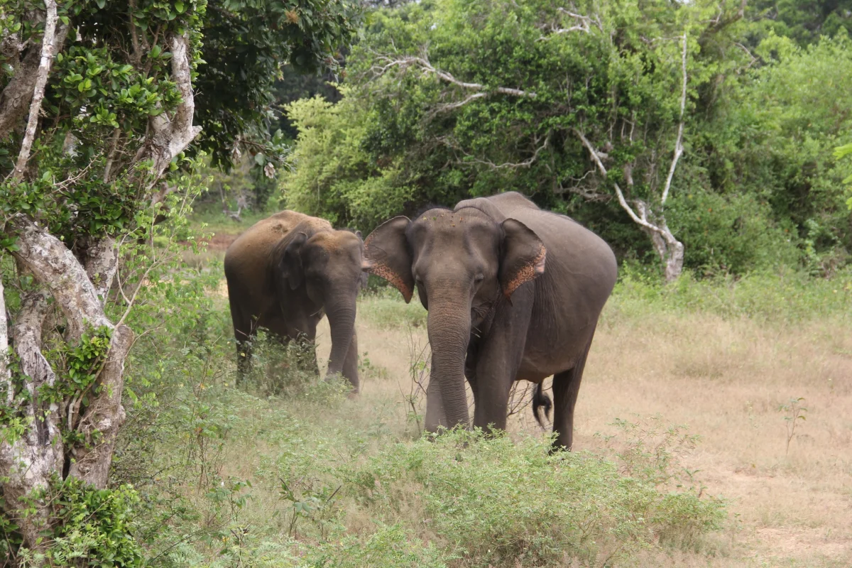 3 - 4 Hour Half Day Safari image 4